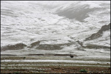 Lone Yak on Tibet Plateau