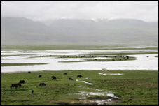 Dangxiong Wetland