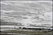 Yak Herder in August Snow