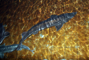 Chinese Sturgeon