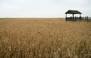 Chongming Dongtan Wetland