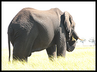 Africa 19
